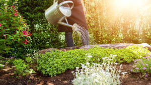 Como fazer a manutenção de jardim SP?