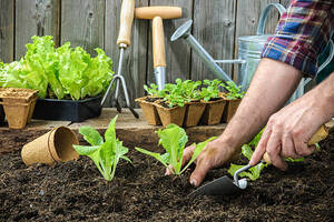 Como escolher as mais adequadas plantas para jardim de baixa manutenção?